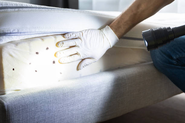Best Ant Control Services  in Cedar Grove, FL